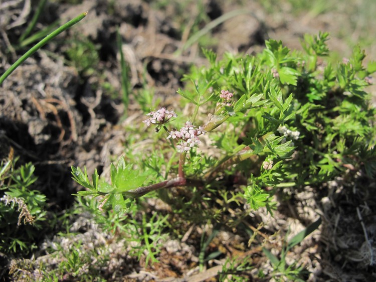Helosciadium crassipes